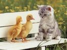 Kitten-Ducks