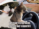 cats bat county