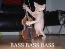 bassbassbass