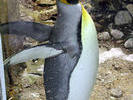another emperor penguin