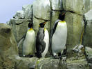 emperor penguins