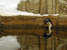 thirsty penguin