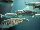 schooling fish