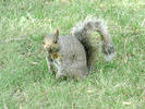 Squirrel on ground