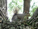 Squirrel in tree