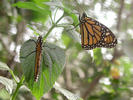 Monarch butterflies