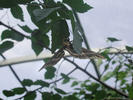 Butterfly laying eggs