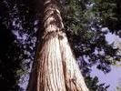 Big redwood