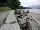 Driftwood along the north seawall