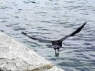 Raven taking flight
