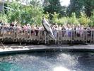 Dolphin Show 2