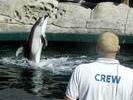 Dolphin Show 4