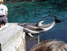 Dolphin Show 5