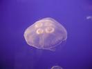 Jellyfish 1