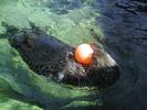 Otter playing