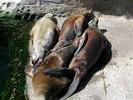 Pile o%27Sealions