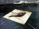 Sunbathing sea lion