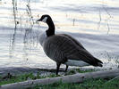 Canada goose