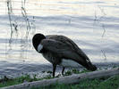 Canada goose preening