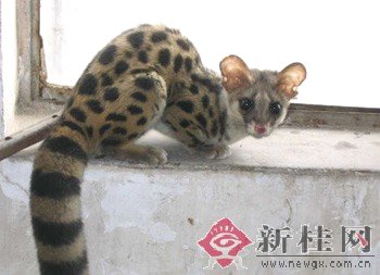 Genet 1