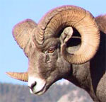 Ram